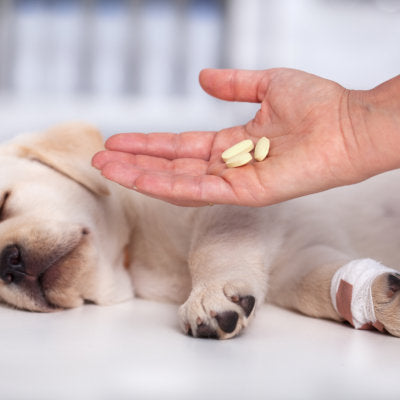 Veterinary care professional hand with medication